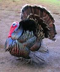 Bronze Turkey